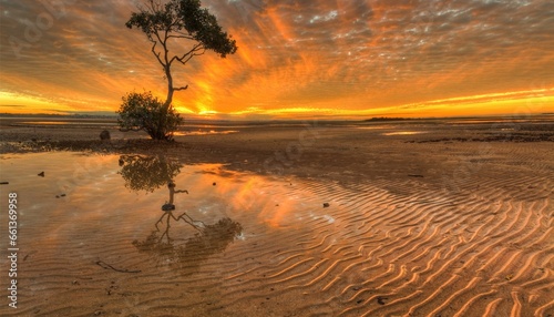 Solitary tree at Wellington Point, Redlands, Brisbane, Queensland, Australia at sunset