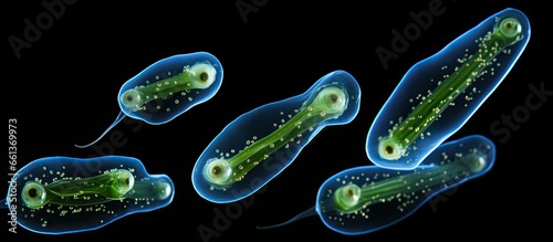 Tiny organisms in the pond Euglena Gracilis With copyspace for text photo