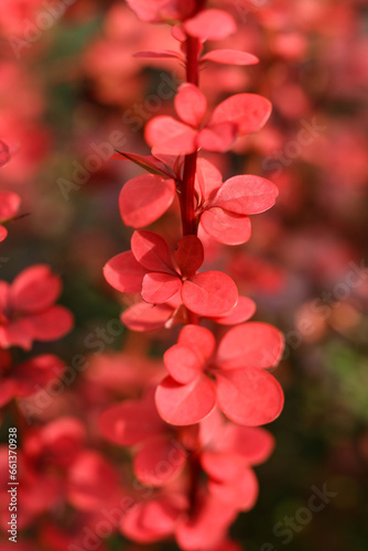 a selective focus macro shot of 
Orange Rocket Barberry
, Berberis thunbergii 'Orange Rocket' photo