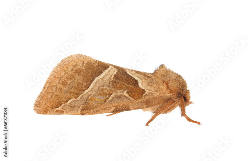 Orange swift moth isolated on white background, Triodia sylvina photo