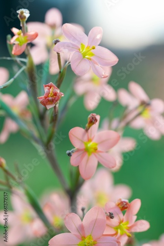 there is a plant that has pink flowers in it s planter