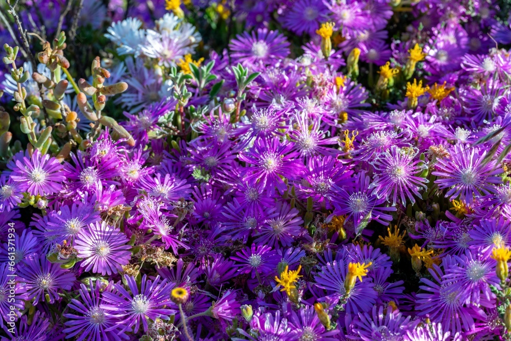 purple and yellow flowers in a garden are blooming nicely purple and yellow flowers in a garden are blooming nicely
