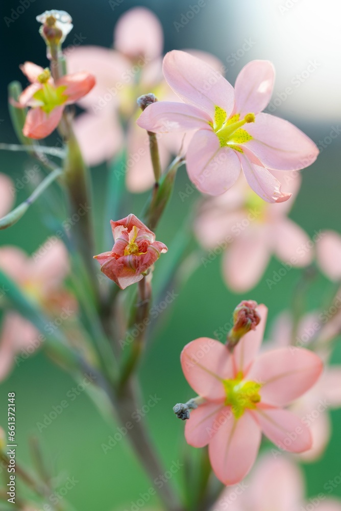 Fototapeta premium a close up view of small flowers in the daytime with a blurred background