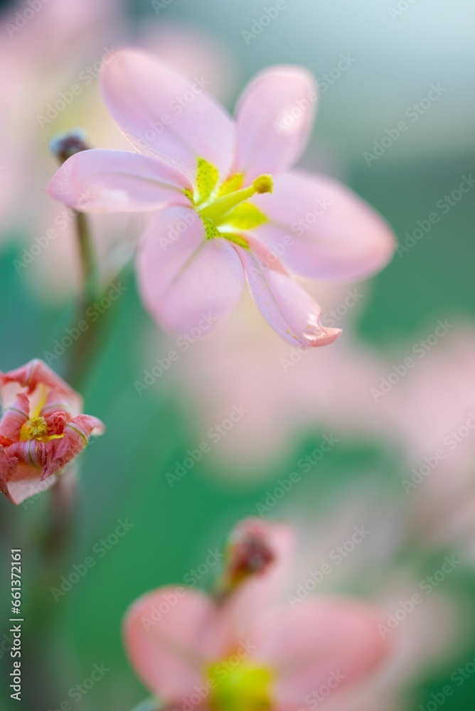 pink flowers blooming with green background and blurry effect pink flowers blooming with green background and blurry effect
