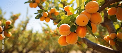Summer orchard gummosis in apricot cultivar Prunus armeniaca L With copyspace for text photo