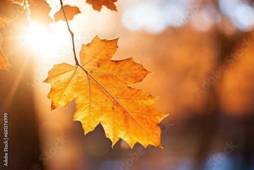 Autumn yellow leaf closeup