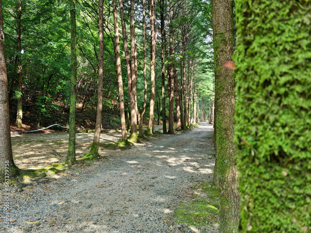 Fototapeta premium It is a road lined with trees.