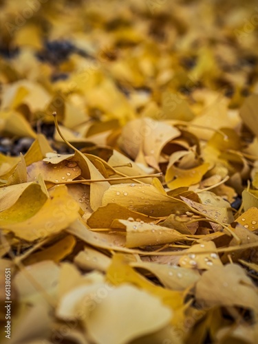 Fallen yellow gingko leaves on the ground