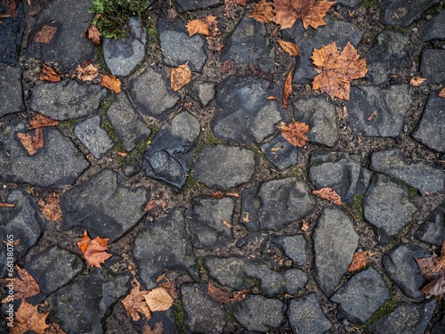 Autumn leaves on a cobblestone pavement road