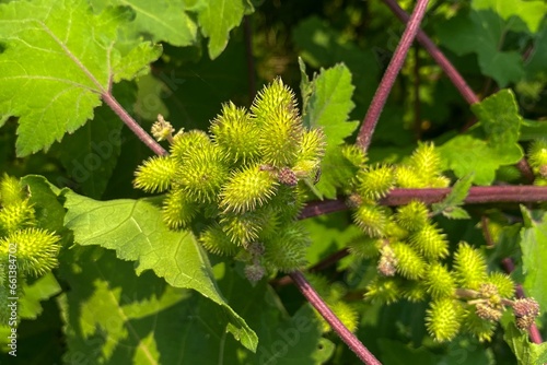 The fruits and leaves of Xanthium strumarium (rough cocklebur) in autumn