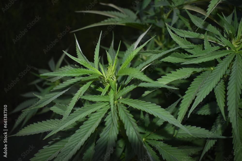 Newborn leaves and branches of a cannabis CBD plant full of dark beautiful green and healthy leaves Newborn leaves and branches of a cannabis CBD plant full of dark beautiful green and healthy leaves