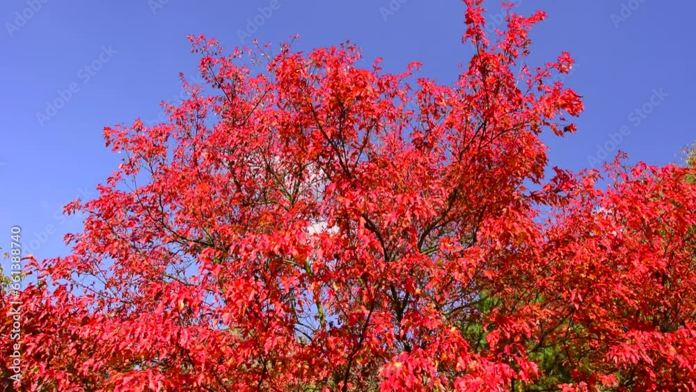 Beautiful red maple tree in autumn garden, blue clear sky. Calm scene, sunny day, parks, fall, botany, leafs, leaf, reds, color, nature, branch, trees, dry, park, view, tilt down, hd. ProRes 422 HQ. Beautiful red maple tree in autumn garden, blue clear sky. Calm scene, sunny day, parks, fall, botany, leafs, leaf, reds, color, nature, branch, trees, dry, park, view, tilt down, hd. ProRes 422 HQ.