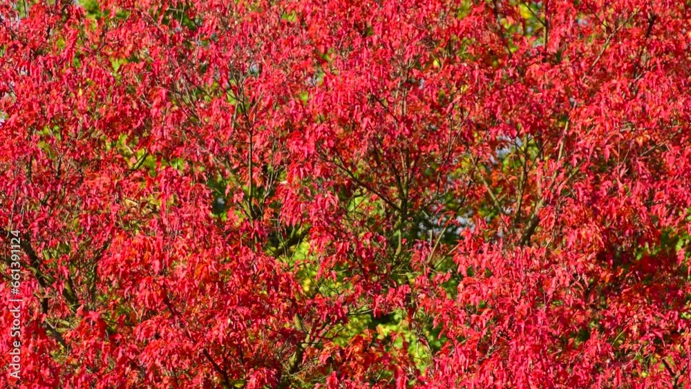 Beautiful red maple leafs in autumn garden. Calm scene, sunny day, parks, fall, botany, leafs, tree, reds, color, nature, wind, branch, trees, dry, park, view, mid shot, hd. ProRes 422 HQ. Beautiful red maple leafs in autumn garden. Calm scene, sunny day, parks, fall, botany, leafs, tree, reds, color, nature, wind, branch, trees, dry, park, view, mid shot, hd. ProRes 422 HQ.