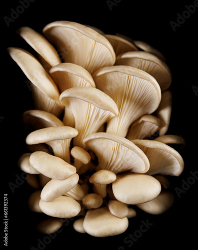 Oyster mushrooms, bunch of oyster mushrooms isolated on black background.