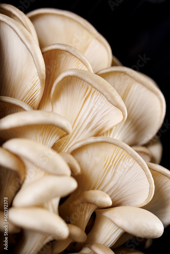 Oyster mushrooms on a black background. Bunch of fresh oyster mushrooms.