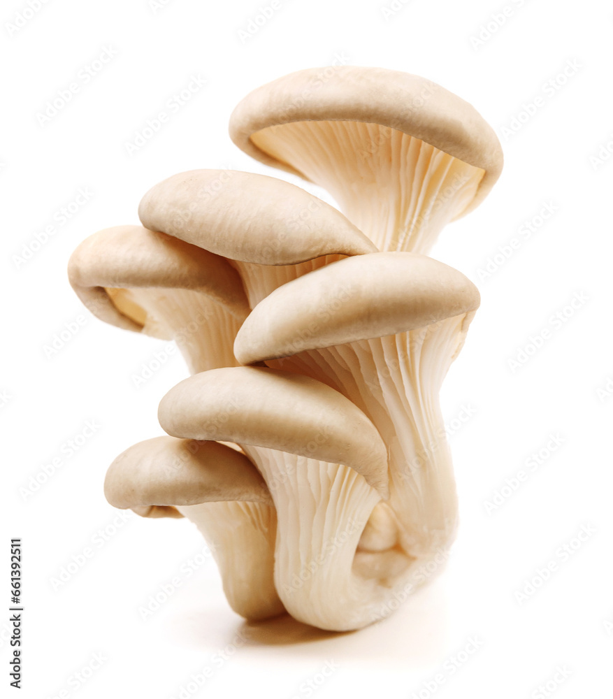 Bunch of oyster mushrooms isolated on a white background. Ripe oyster mushrooms. - obrazy, fototapety, plakaty 