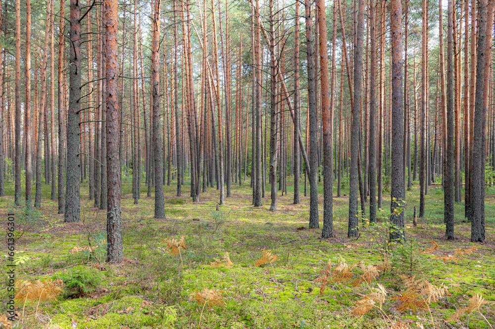 Obraz premium forest in autumn