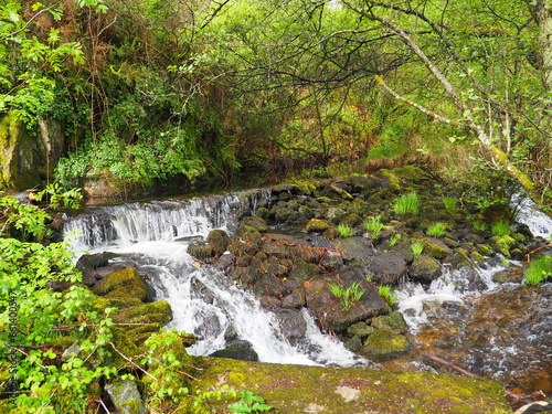 saltos de agua en el río catasol discurriendo entre la exuberante vegetación primaveral de los bosques gallegos, mellid, la coruña, galicia, españa photo