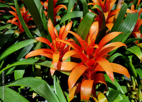 Blooming bromeliad flower in the garden.