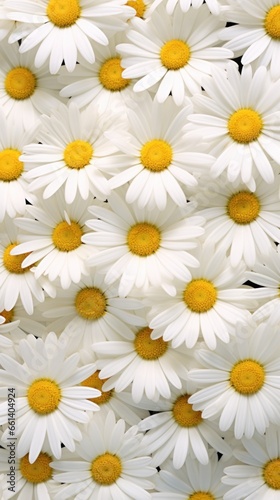 camomile, daisy wheel chamomel flowers background