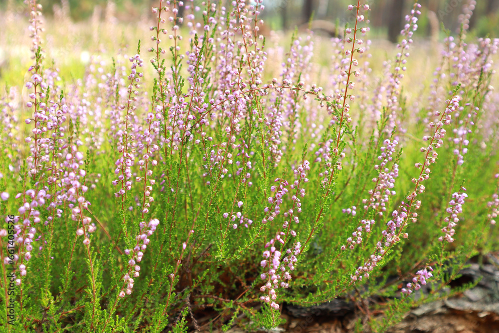 Close up view of Calluna vulgaris or ordinary heather Close up view of Calluna vulgaris or ordinary heather