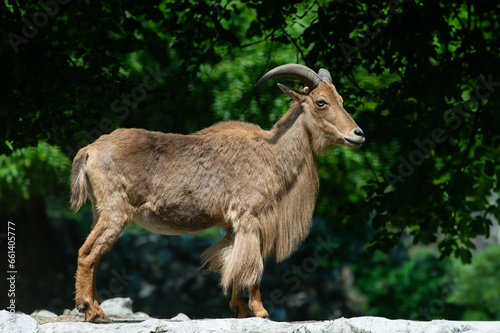 aoudad standing on green background
