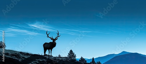 Rocky Mountain Elk silhouette against a blue sky With copyspace for text