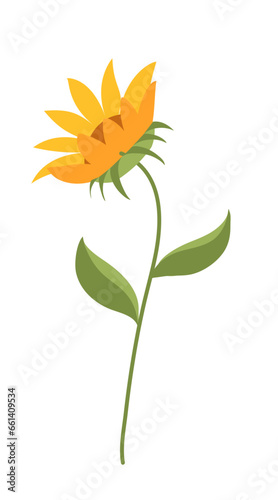 A Stem of Sunflower