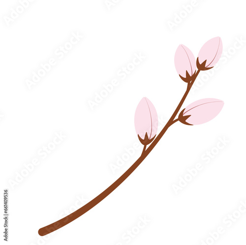 Cherry Blossom Buds
