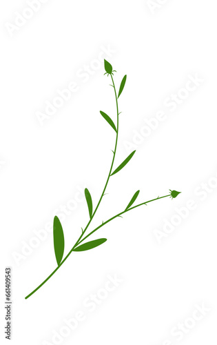 Green Leaves and Flower Buds