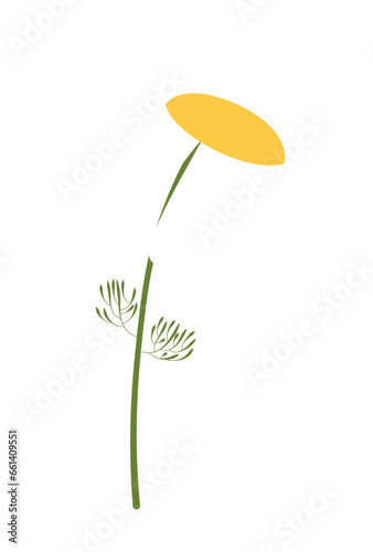 White Daisy Flower