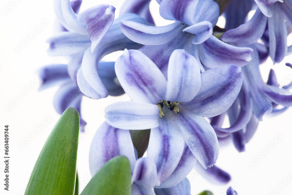 Violet hyacinth plant, close-up. Blooming hyacinth spring flowers for publication, poster, calendar, post, screensaver, wallpaper, banner, cover. High quality photo