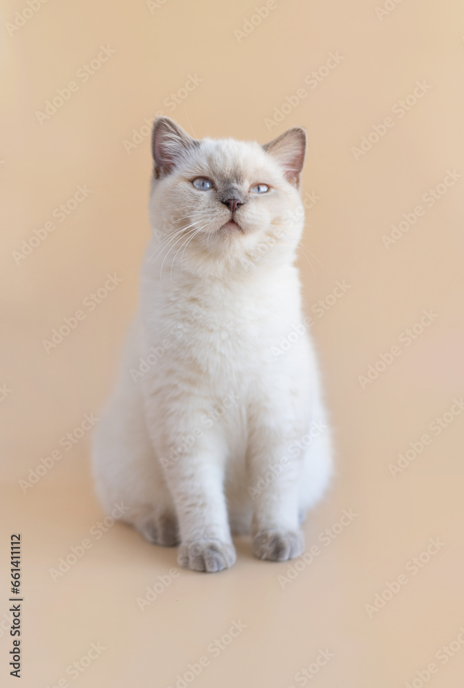 Lovely white scottish shorthair kitten sitting on a beige background. Greeting card. Poster. Beautiful kitten.