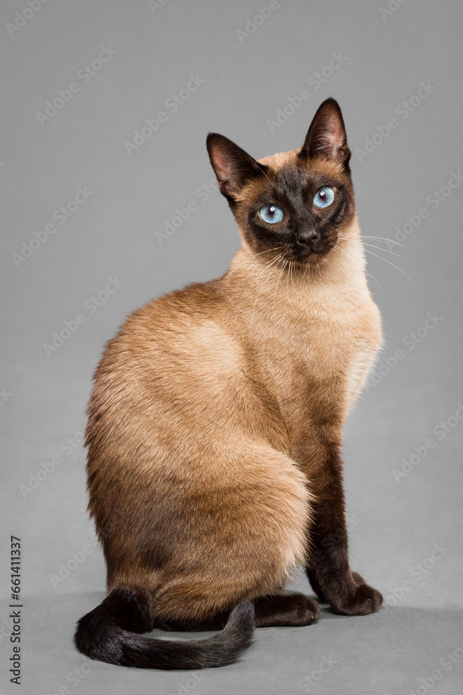 siamese cat sitting portrait in the studio on a grey background siamese cat sitting portrait in the studio on a grey background