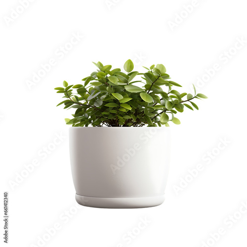 Blank Garden Plant Pot Isolated on Transparent or White Background, PNG