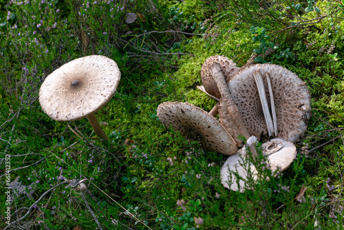 A tall umbrella mushroom growing on the grass in a natural forest environment outdoors.
