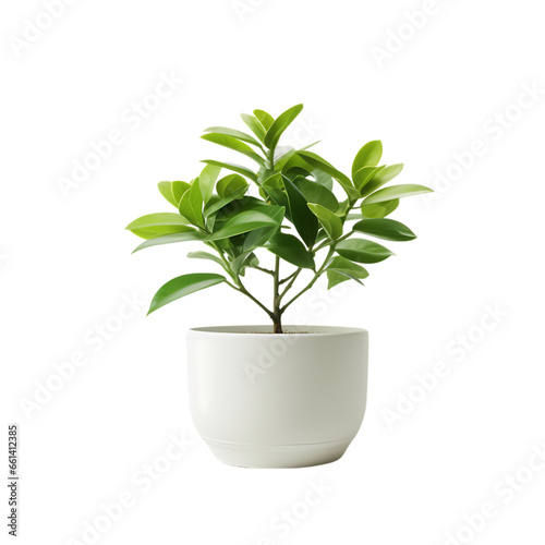 Flowerpot with Plant Isolated on Transparent or White Background, PNG