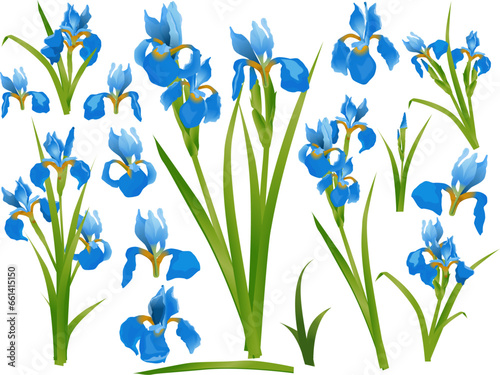 Floral vector set of blue irises with leaves