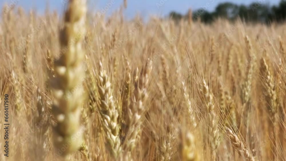 Spikelets of high-yielding wheat remaining in the wind on a sunny day. The grain harvest is ripening on the field. I work on an agronomic farm, do business and produce organic eco-bio food products. Spikelets of high-yielding wheat remaining in the wind on a sunny day. The grain harvest is ripening on the field. I work on an agronomic farm, do business and produce organic eco-bio food products.
