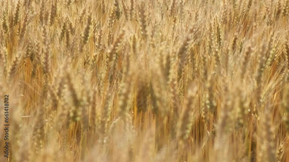Spikelets of high-yielding wheat remaining in the wind on a sunny day. The grain harvest is ripening on the field. I work on an agronomic farm, do business and produce organic eco-bio food products. Spikelets of high-yielding wheat remaining in the wind on a sunny day. The grain harvest is ripening on the field. I work on an agronomic farm, do business and produce organic eco-bio food products.