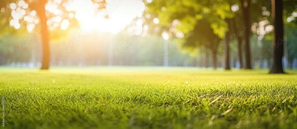 Scenic morning glow in park with green grass With copyspace for text - obrazy, fototapety, plakaty 