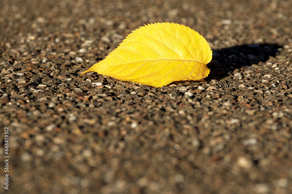an autumn yellow leaf on the asphalt path close-up an autumn yellow leaf on the asphalt path close-up