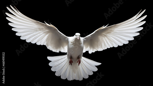 Flying white dove © Riya