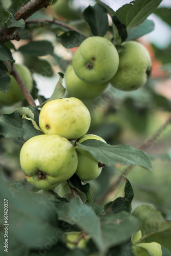 Branch with green apples.