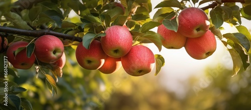 Ripe apples growing in a garden With copyspace for text