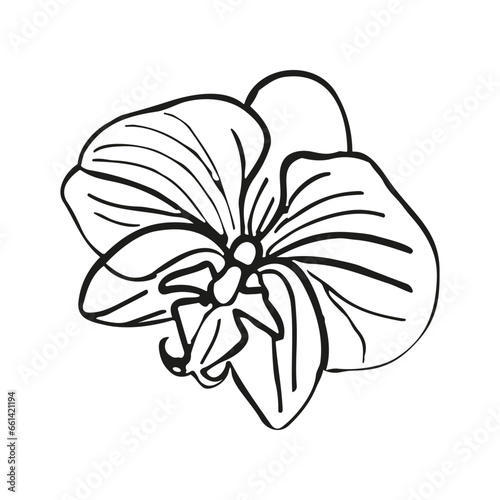 Orchid tropical flower head. Vector line art hand drawn illustration for design of card or invite  logo  coloring page