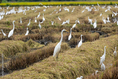 It's the end of the year and it's time for farmers to harvest rice. There will be a large flock of egrets. They came to find food in the rice fields, which were left with only stubble.