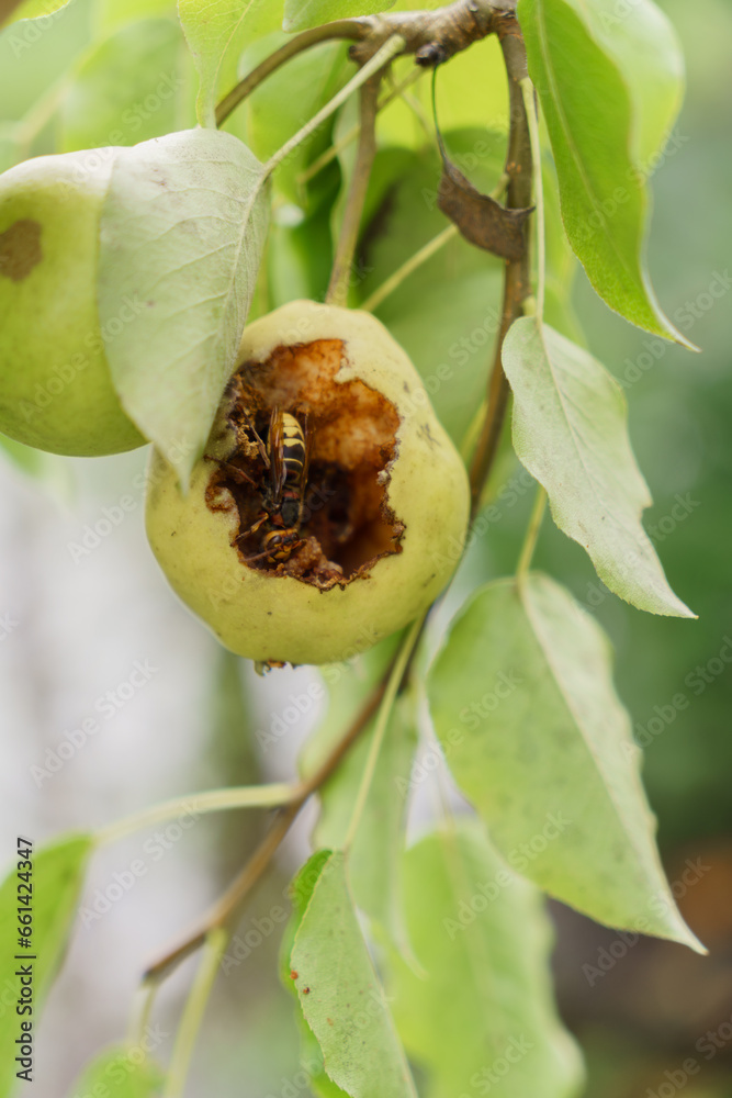 Obraz premium A wasp eats pear pulp.