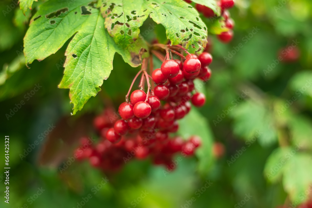 Red viburnum branch in the garden. Viburnum viburnum opulus berries and leaves outdoor in autumn fall. Red viburnum branch in the garden. Viburnum viburnum opulus berries and leaves outdoor in autumn fall.
