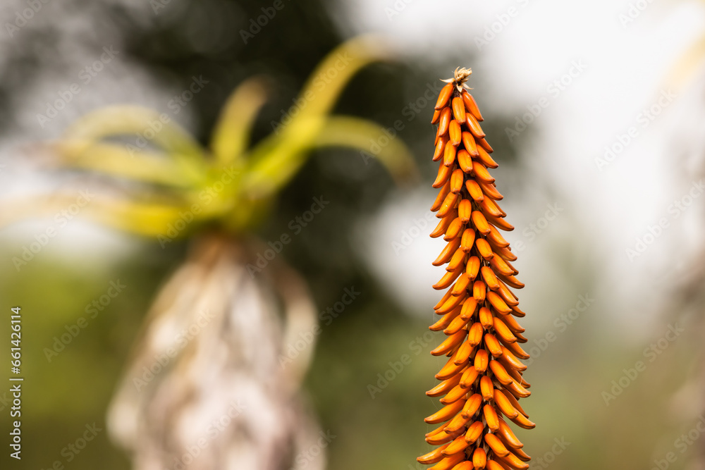 Detail of orange aloe flower in Gran Canaria, Spain